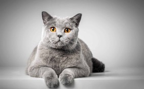 Sognare un gatto grigio