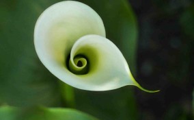 Fiori per un funerale