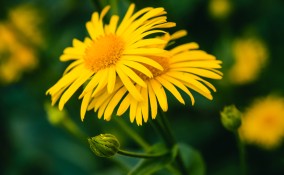 arnica