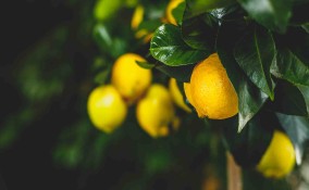 Come prendersi cura della pianta del limone