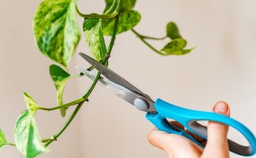 pathos come riprodurla