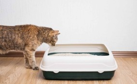 Sabbietta agglomerante del gatto