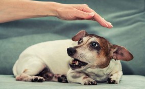 Sognare un cane che morde