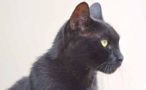 Come pulire le orecchie al gatto