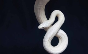 sognare di uccidere un serpente