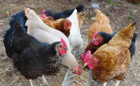 Mangiatoia per galline fai da te