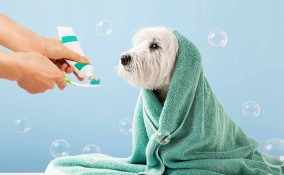 Toelettatura cani in estate