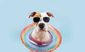 Quali colori vedono i cani?