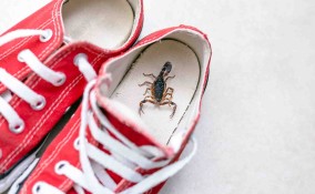 Sognare scorpioni: significato e numeri