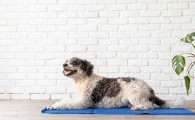 tappetino refrigerante per animali domestici