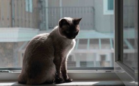 Come togliere il pelo del gatto dalla zanzariera senza rovinarla