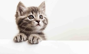 Quali colori vedono i gatti?