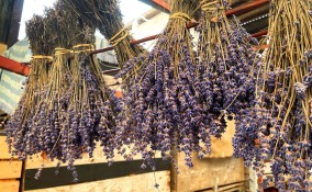 come raccogliere e conservare lavanda, come raccogliere lavanda, come conservare lavanda
