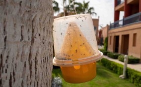 Trappole per zanzare fai da te