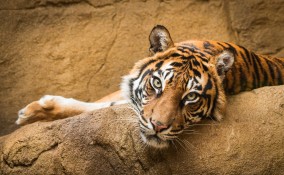 bioparco zoo