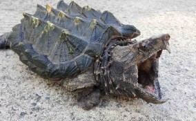 tartaruga alligatore