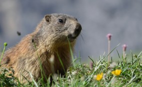 parchi nazionali italiani