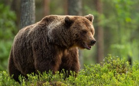 Sognare un orso bruno