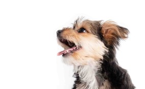 bocca del cane rimane aperta