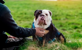 pensione cani consigli