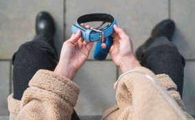 Cosa fare se si perde il cane o il gatto