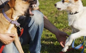 cani che litigano