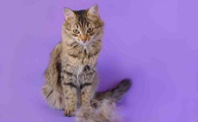 gatto perde il pelo a chiazze