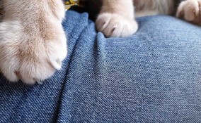 Perché i gatti impastano