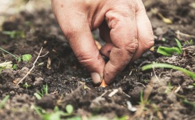 cosa piantare ad ottobre