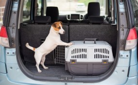 trasportino cani