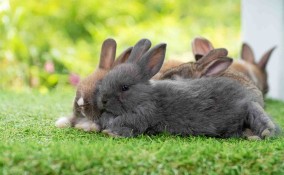 coniglio nano