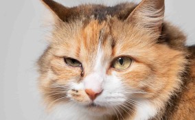 Gatto con occhio chiuso