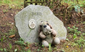 Perdita animale domestico