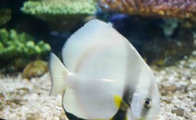 Cosa significa sognare dei pesci