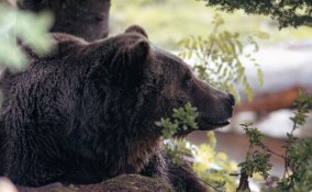 animali fuori pericolo