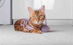 gatti giocano con i gomitoli di lana