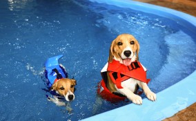 Cane che nuota