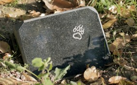 Perdita animale domestico