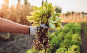 pianta di arachidi
