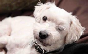 cani fanno l'occhiolino