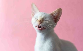 Gatto che starnutisce