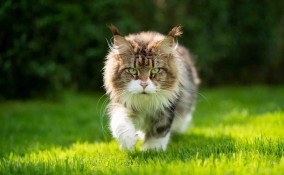 Maine Coon