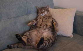 gatto grasso
