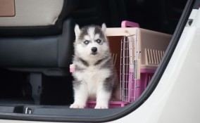 Cane nel trasportino