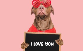 Cane a San Valentino