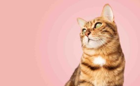 Fino a che età crescono i gatti?