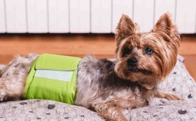 pannolini per i cani