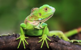 Iguana