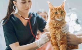 Come calmare il gatto dal veterinario