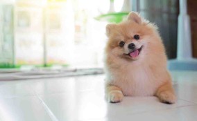 volpino di Pomerania